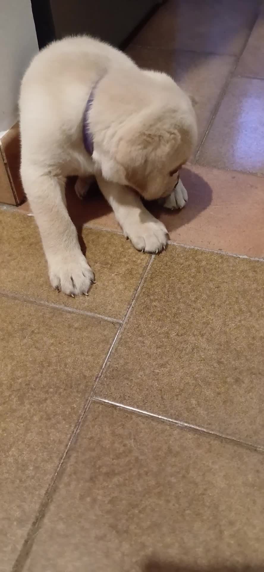 Labrador cani in vendita: Cuccioli di labrador retriever con pedigree - Video 1
