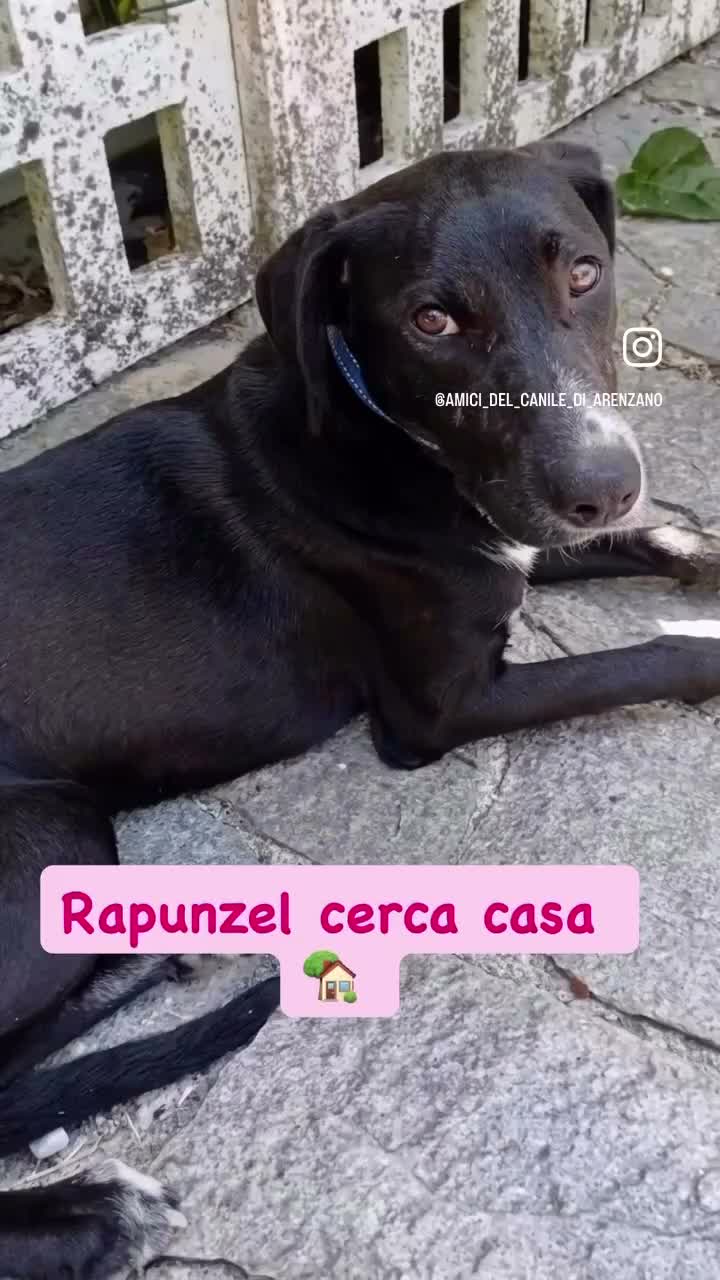 Meticcio cani in regalo: Rapunzel a Città Metropolitana di Genova - Video 1