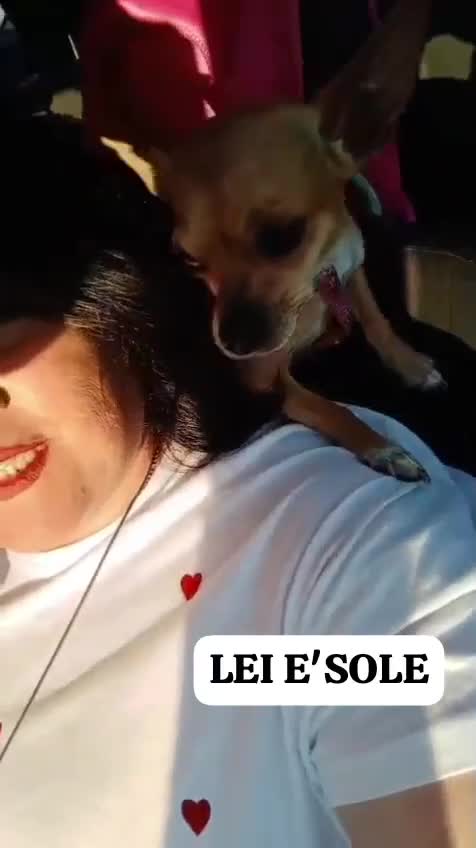 Chihuahua cani in vendita: Chihuahua dolci e buoni bellissimi - Video 1