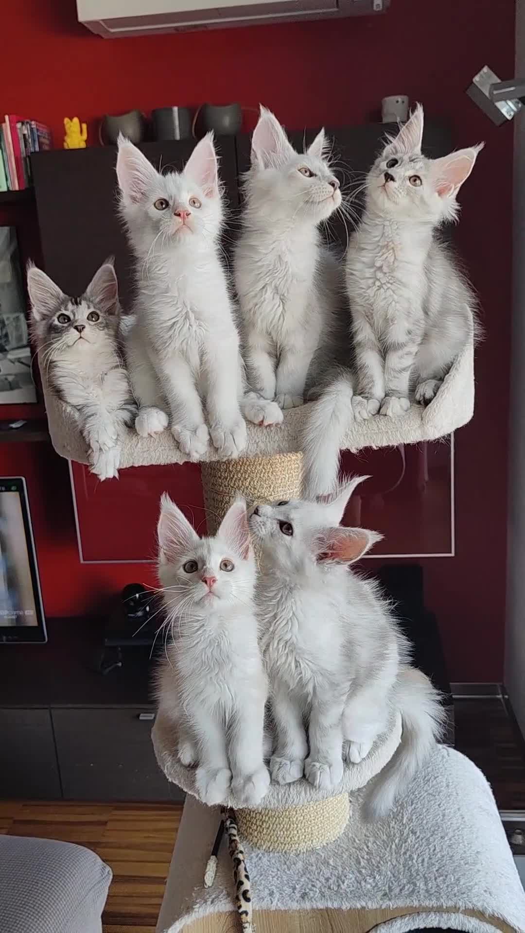 Maine Coon gatti in vendita: Cuccioli Maine Coon Silver - 3 maschi disponibili - Video 2