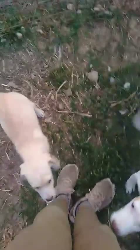 Meticcio cani in regalo: Pesca, neanche 4 mesi, taglia media contenuta  - Video 1