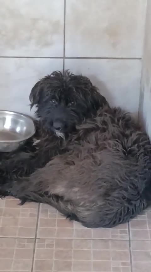 Meticcio cani in regalo: Zorro, Schnauzer-Terrier Mix in canile - Video 1
