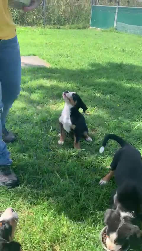 Grande Bovaro Svizzero cani in vendita: un cucciolo di bovaro cambia la vita in meglio! - Video 1