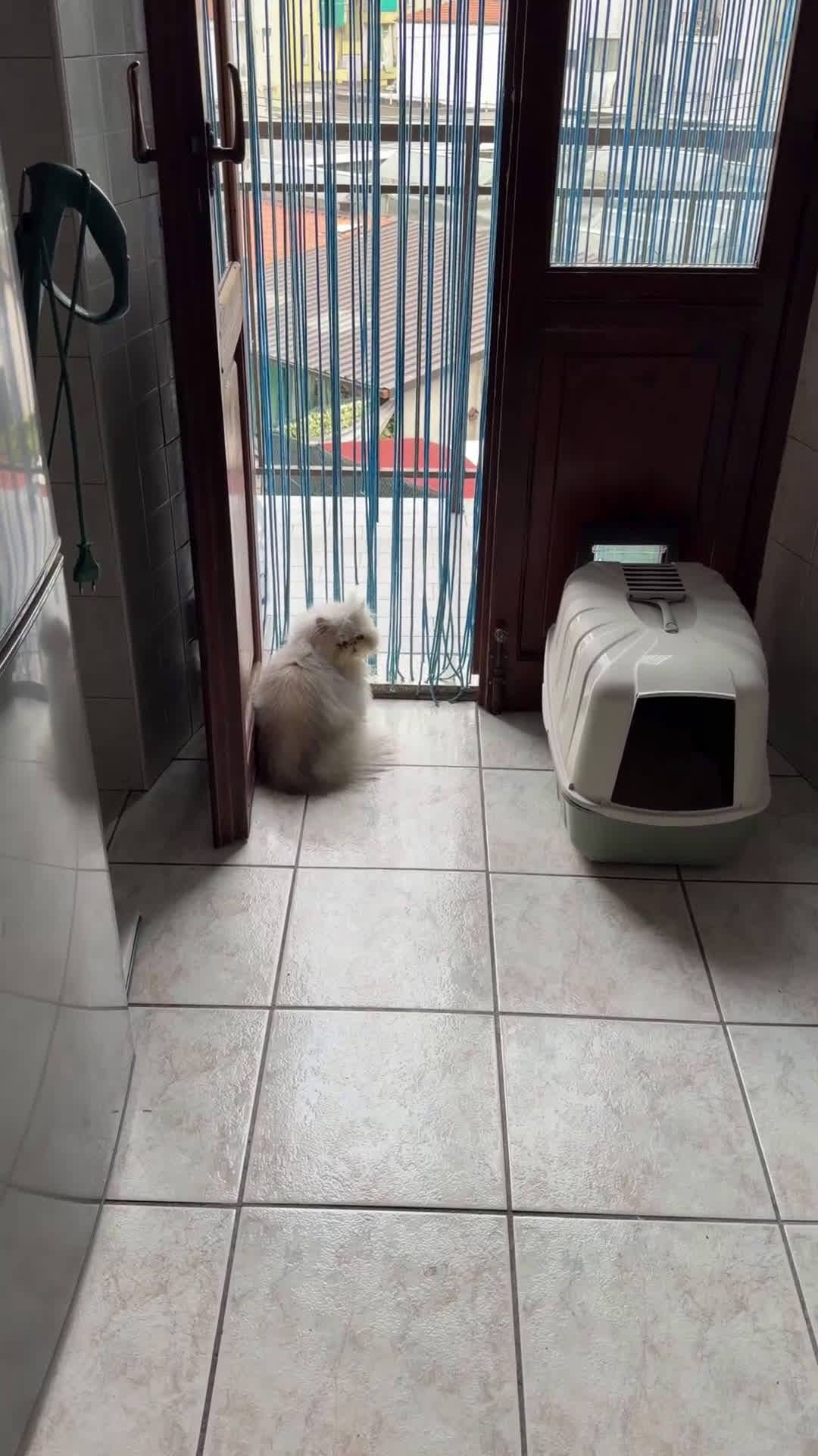 Persiano gatti in vendita: Gatto persiano cincilla - Video 2