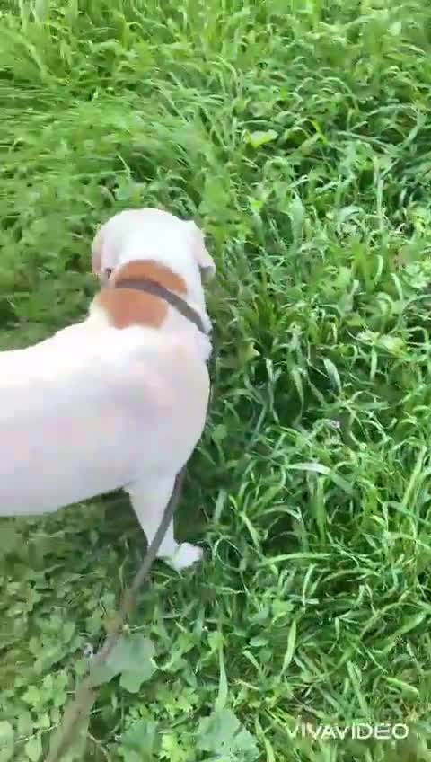 Meticcio cani in regalo: Lulù cagnolina meravigliosa - Video 2