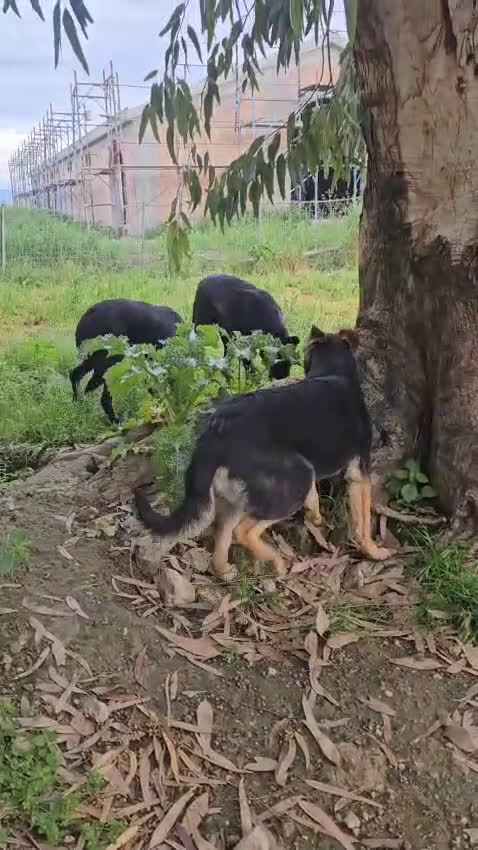 Meticcio cani in regalo: Luigi: timido, docile, socievole  a Città Metropolitana di Genova - Video 1