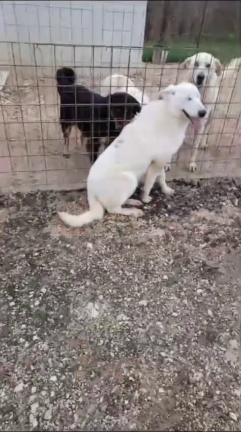 Meticcio cani in regalo: DEMYR ASPETTA TE a Città metropolitana di Roma Capitale - Video 3