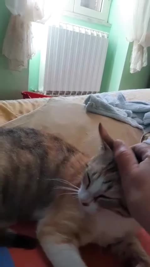 Europeo gatti in regalo: LUNETTA UN AMORE DEI GATTINA - Video 1