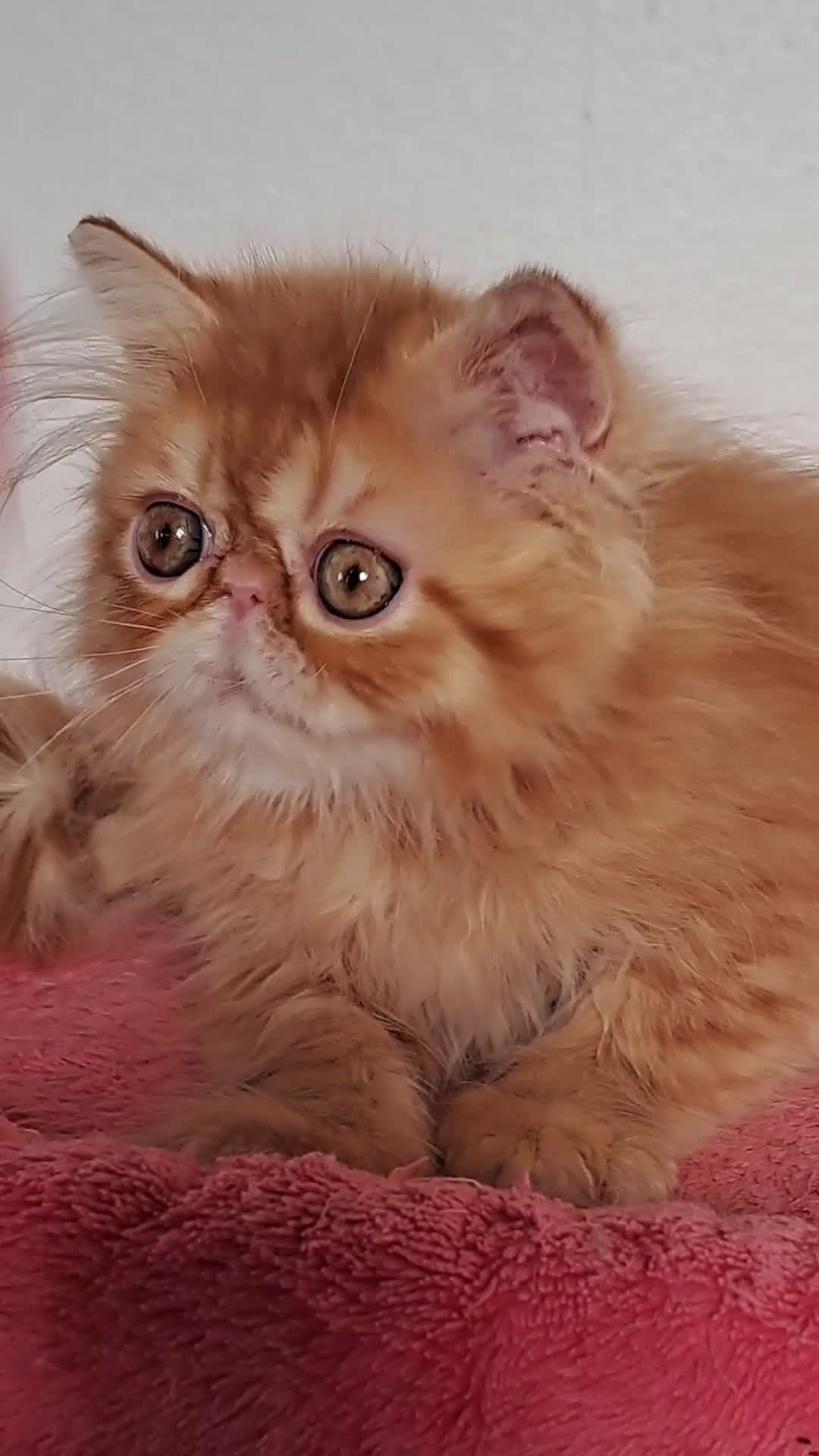 Persiano gatti in vendita: Bellissimo cucciolo persiano a Città metropolitana di Milano - Video 1