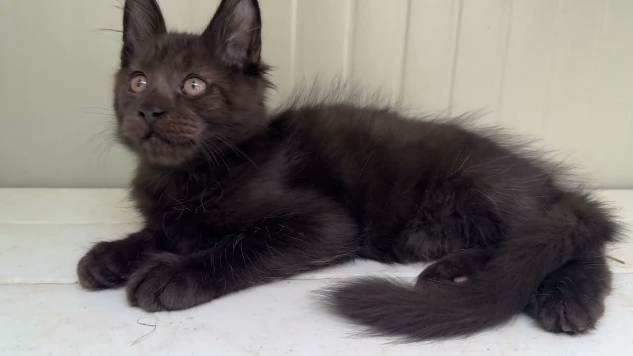 Maine Coon gatti in vendita: Maschietto nero di maine coon (Black Velvet) - Video 2