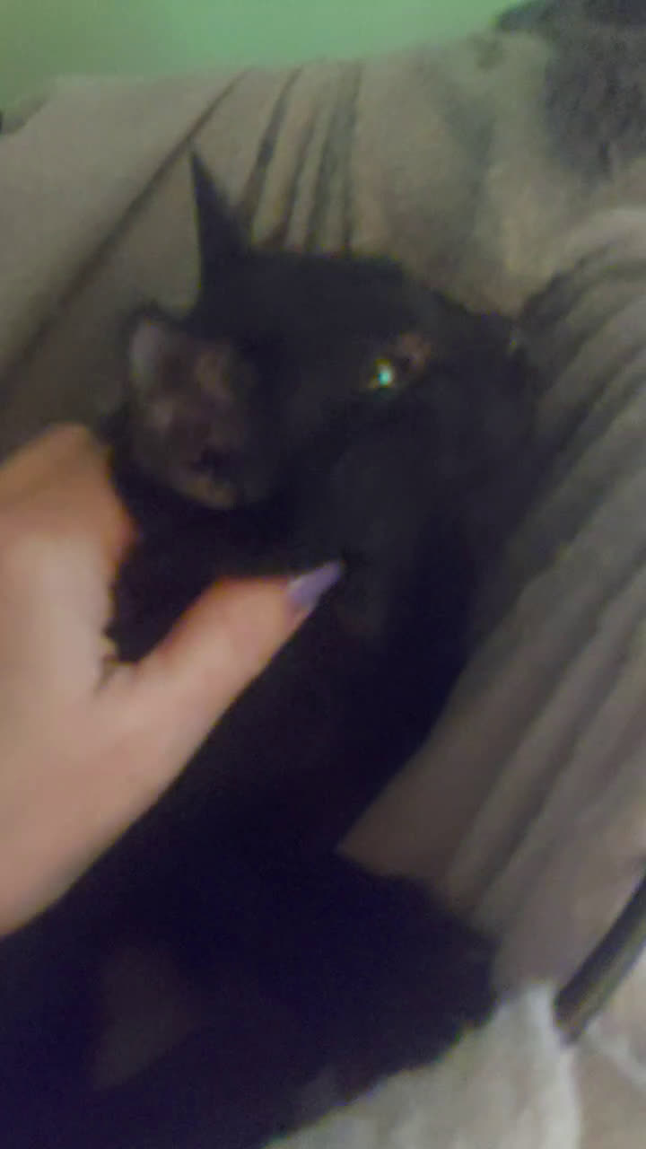 Europeo gatti in regalo: Gattino nero in adozione  - Video 2