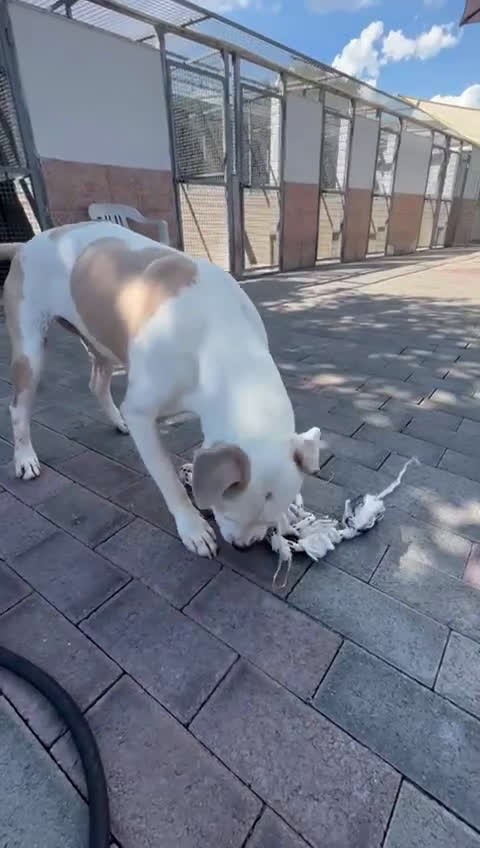 Meticcio cani in regalo: MAMBO PIT - Video 1