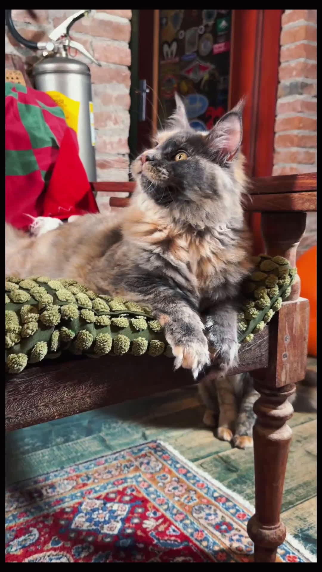 Maine Coon gatti in vendita: Maine Coon femmine tortie solide pedigree Anfi - Video 1