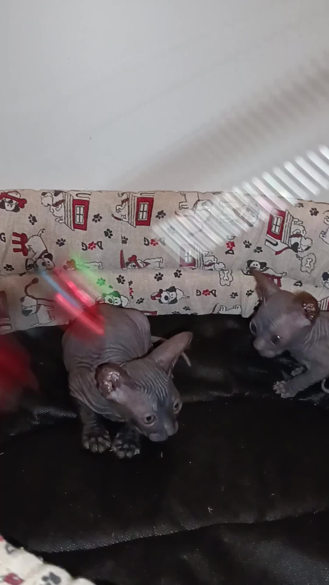 Sphynx gatti in vendita: Cucciolo sphynx  - Video 1