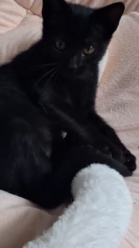 Europeo gatti in regalo: JANET GATTINA DOLCISSIMA DI 45 gg - Video 1