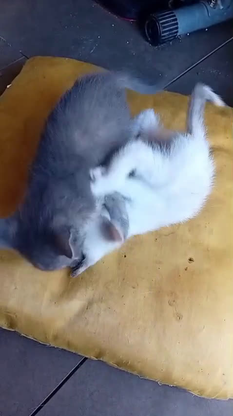 Burmese gatti in regalo: LA SPLENDIDA TEMPESTA - Video 1