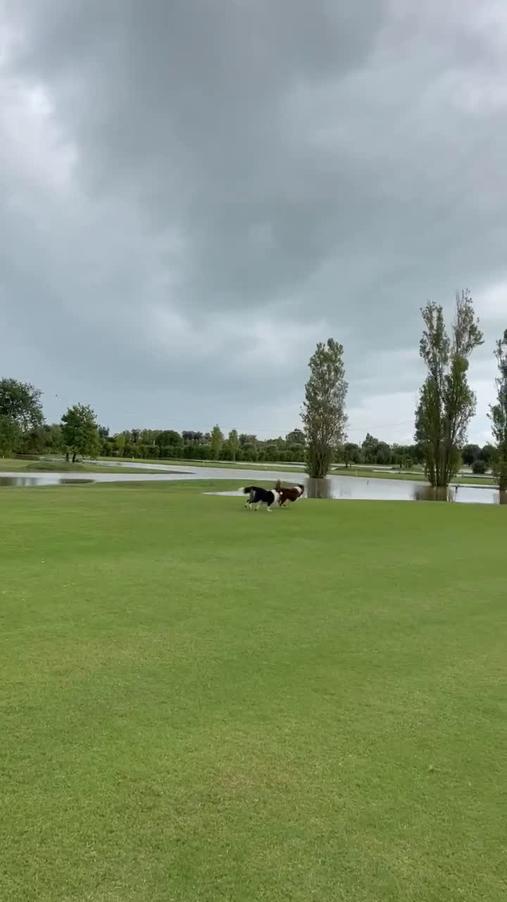 Border Collie cani in vendita: Border collie  - Video 1