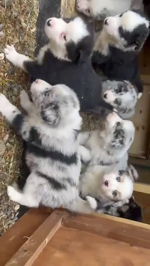 Border Collie cani in vendita:  Cucciolo di Border Collie  - Video 1