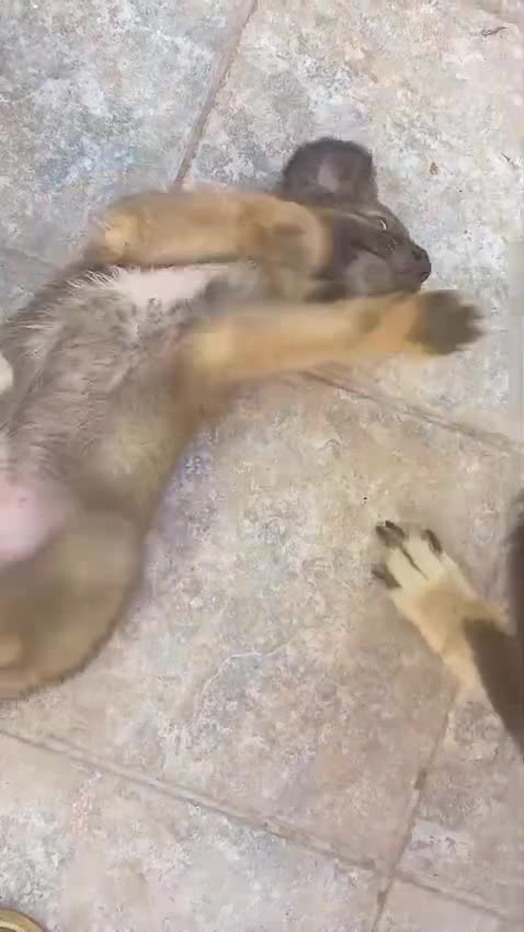 Meticcio cani in regalo: Cuccioli tenerissimi cercano casa - Video 2