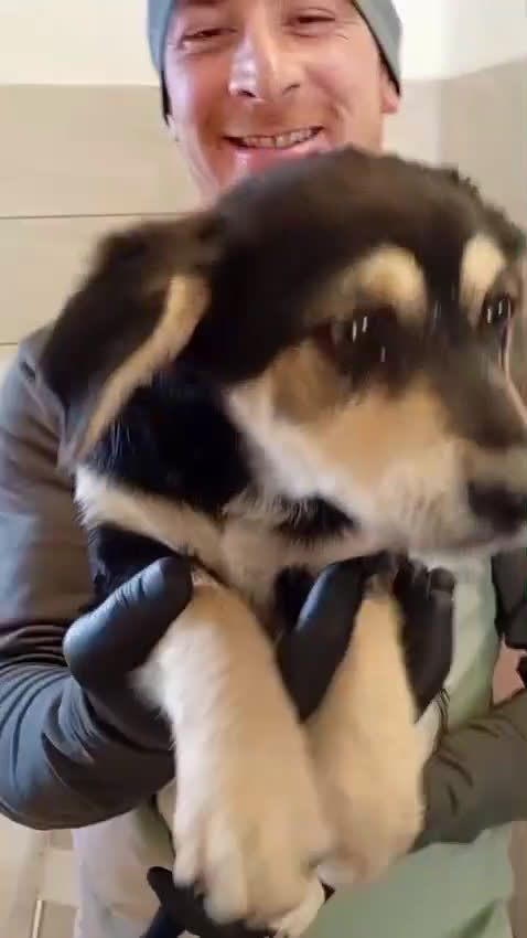 Meticcio cani in regalo: Tanti cuccioli cercano un porto sicuro - Video 3