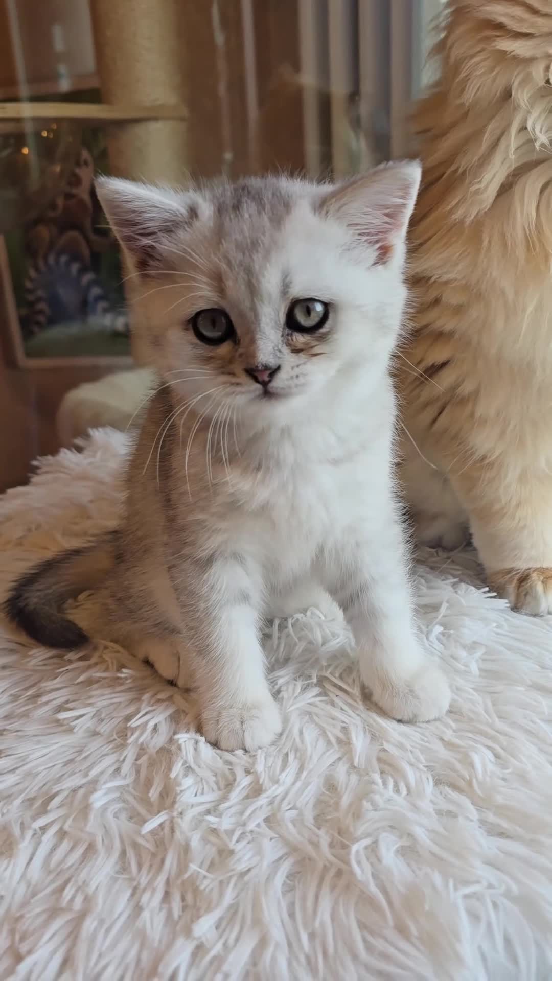 Scottish gatti in vendita: Maschietto e femminuccia scottish - Video 1