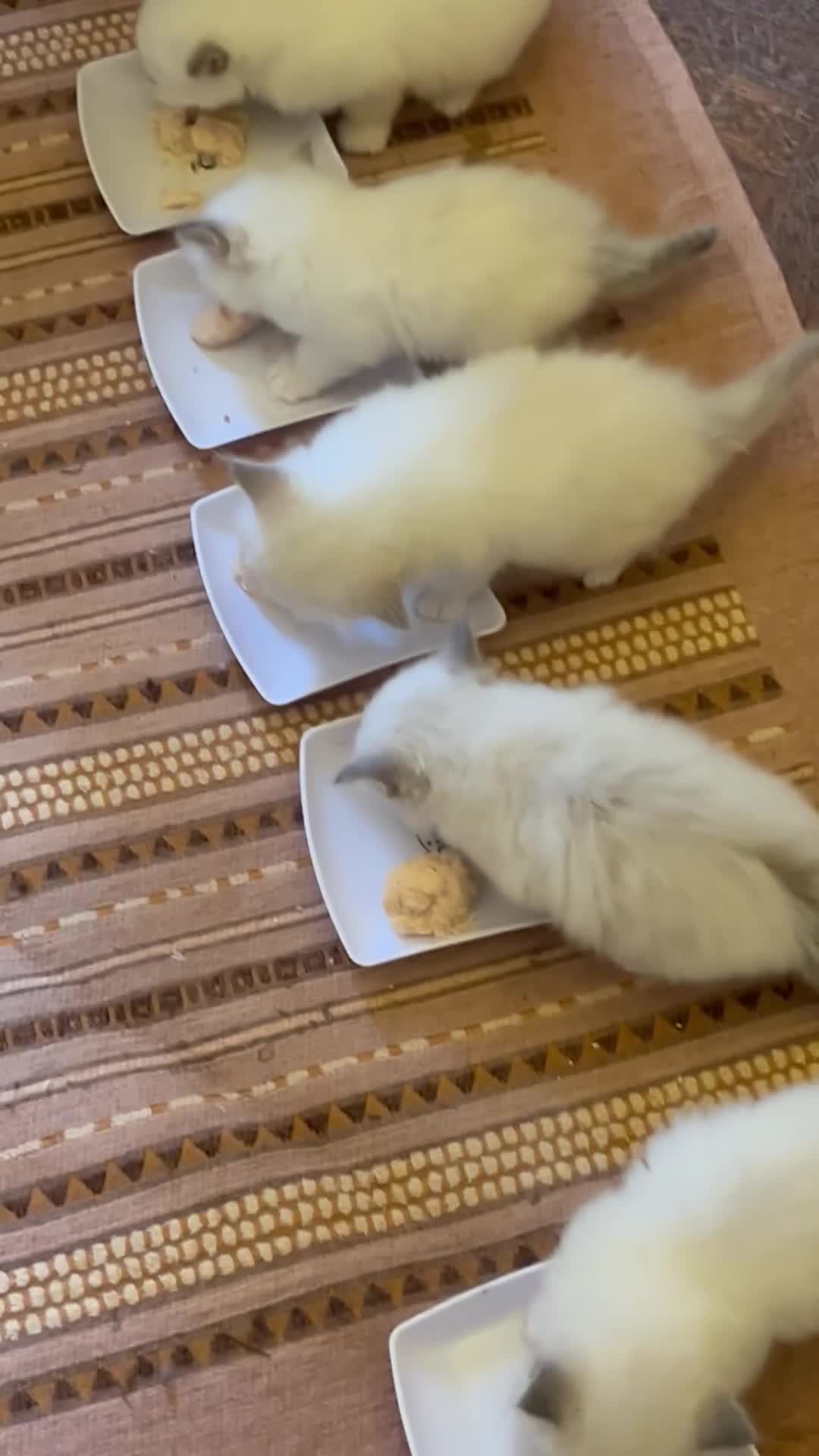 Sacro di Birmania gatti in vendita: Cuccioli di Sacro di Birmania - Video 1
