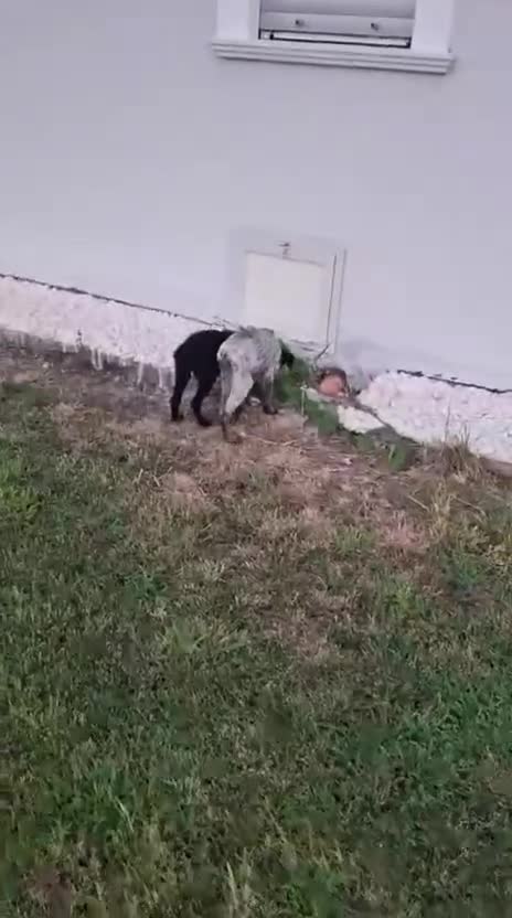 Meticcio cani in regalo: GIULIA 🩷  DOLCEZZA A QUATTRO ZAMPE 😍 a Provincia di Ferrara - Video 1