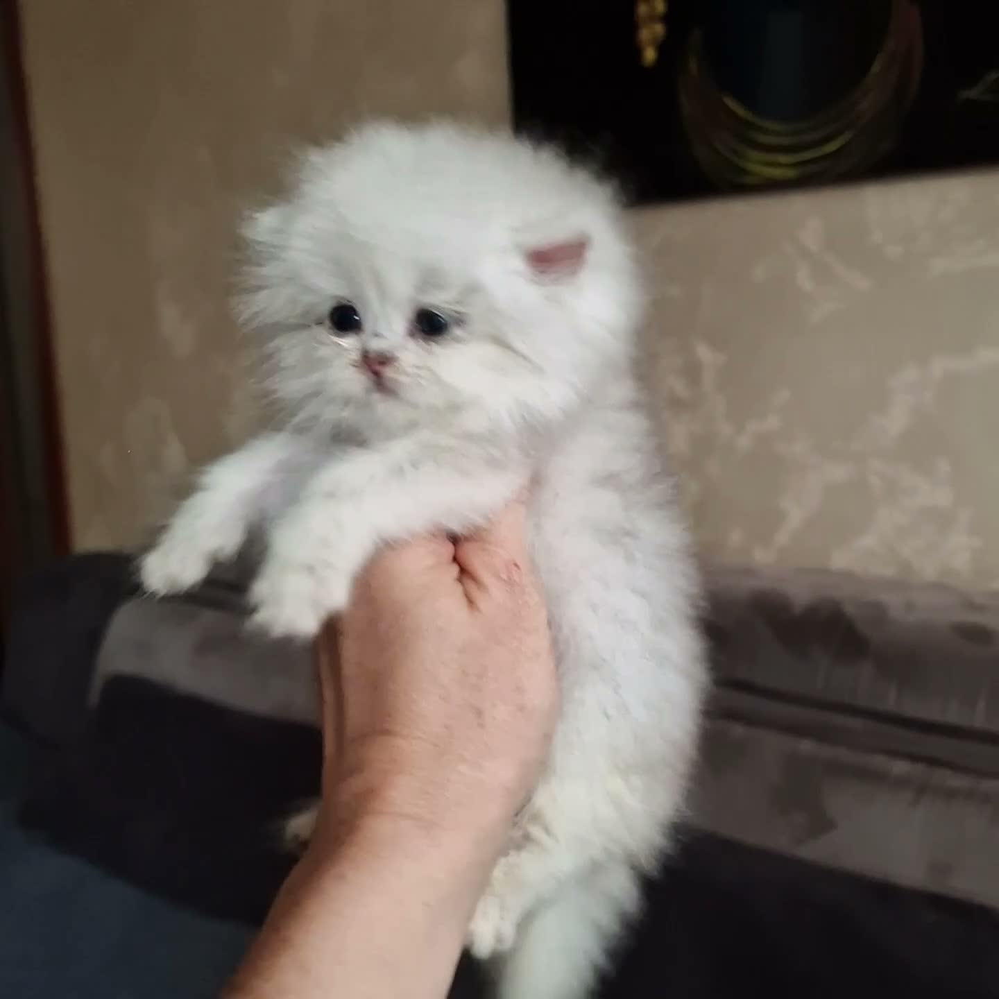 British gatti in vendita: British longhair con pedigree ANFI  - Video 3