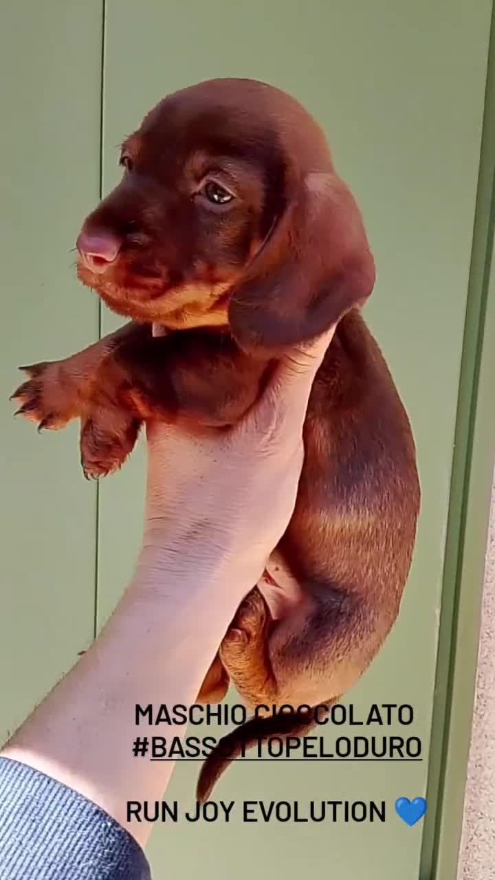 Bassotto cani in vendita: Bassotto pelo duro maschi  - Video 2