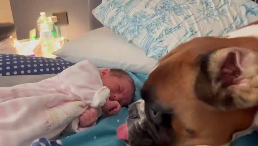 Boxer cani in regalo: Regalo Boxer a Città Metropolitana di Bari - Video 2