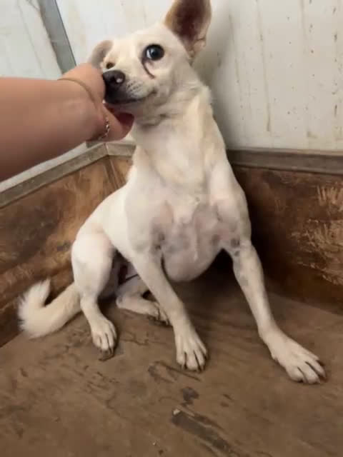 Meticcio cani in regalo: GIOIA 3 ANNI, 8 KG, VIVEVA CON UN BRANCO DI 30 CAN - Video 1