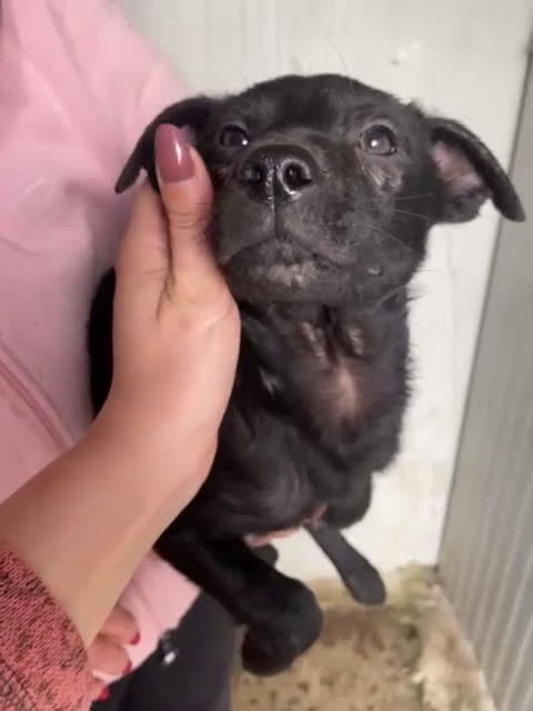 Meticcio cani in regalo: IL TENERISSIMO ALVIN - Video 1