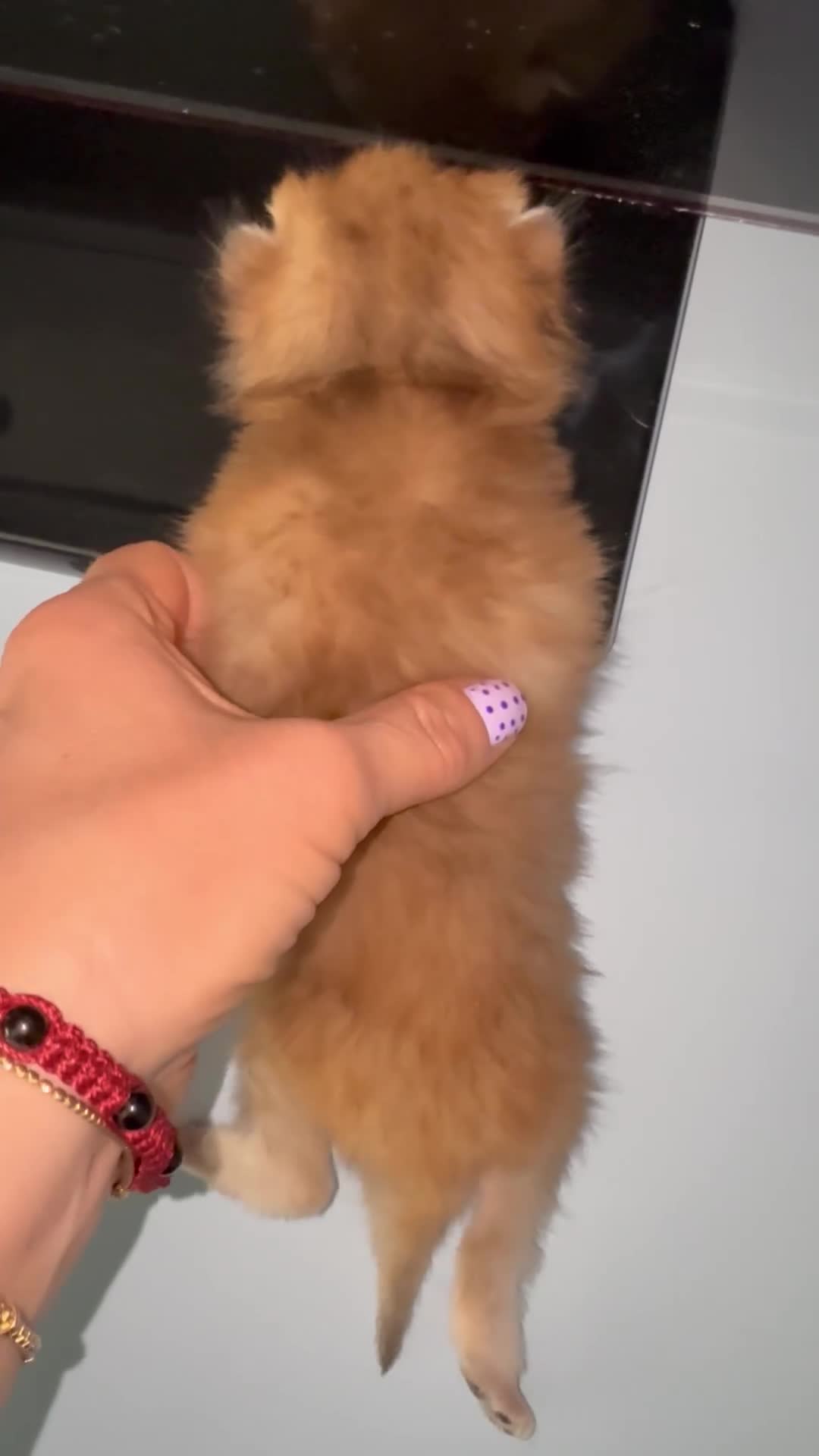 British gatti in vendita: British maschio e femmina black golden  - Video 1