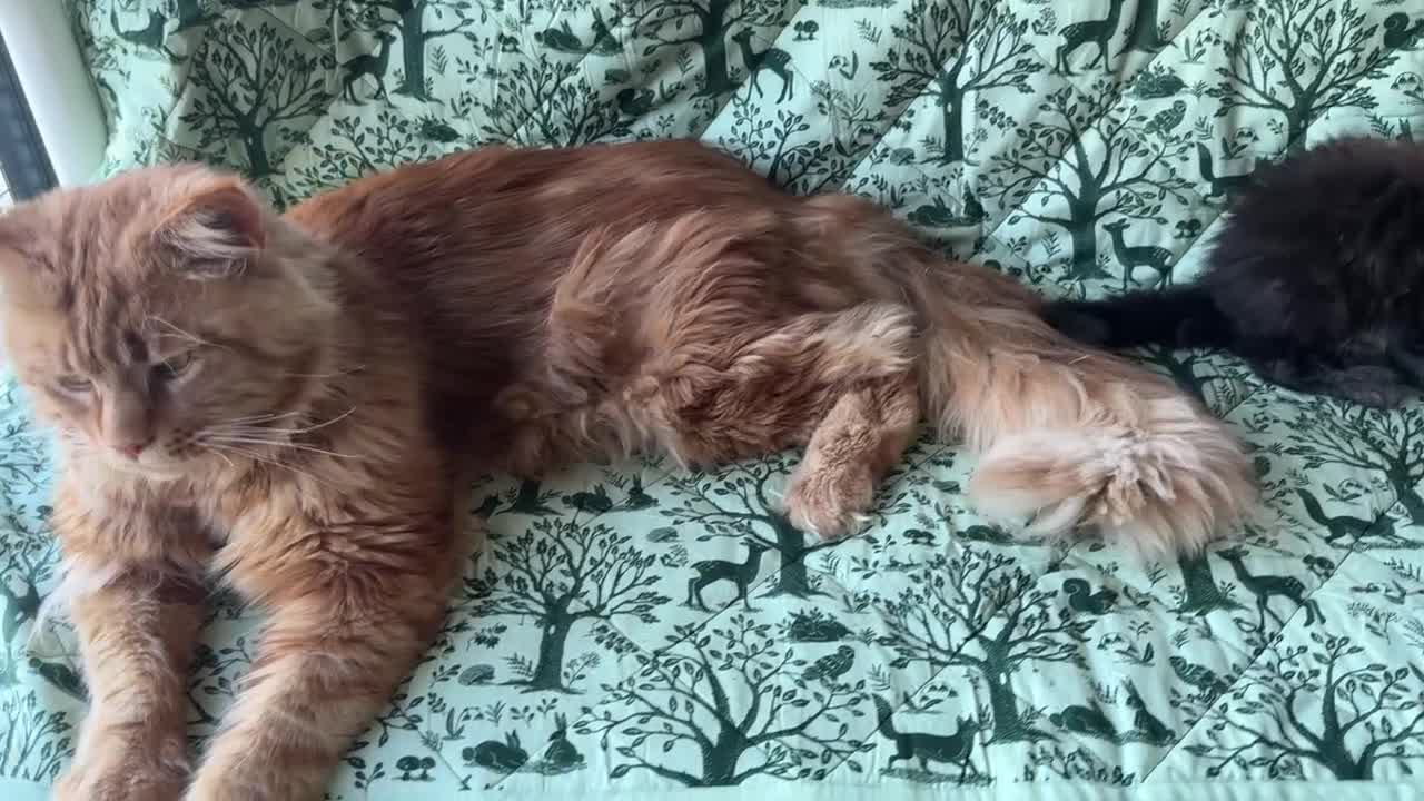 Maine Coon gatti in vendita: Cucciolo maine coon castano bellissimo  - Video 3