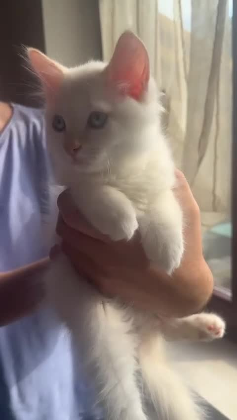 Siberiano gatti in vendita: Cucciolo Siberiano Neva - Video 1