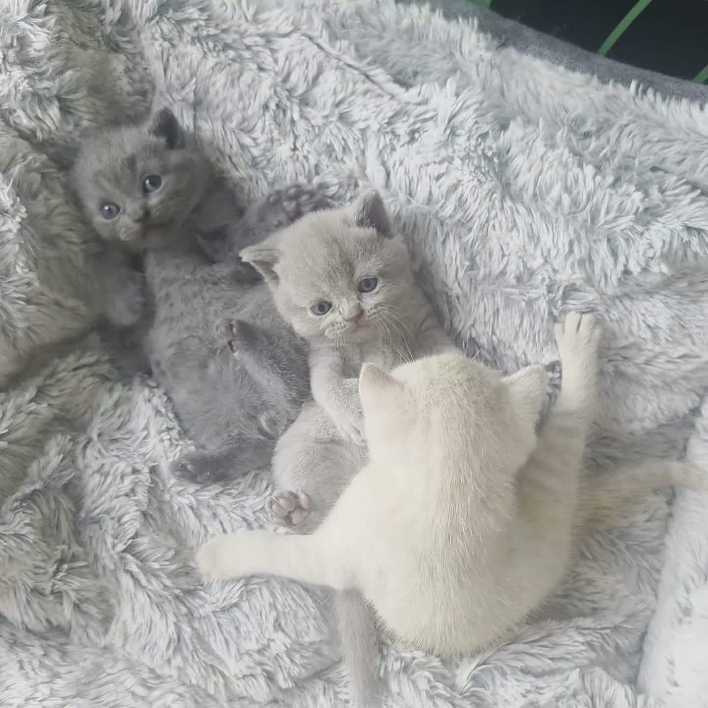 British gatti in vendita: Gattini brittish  a Città Metropolitana di Bologna - Video 1