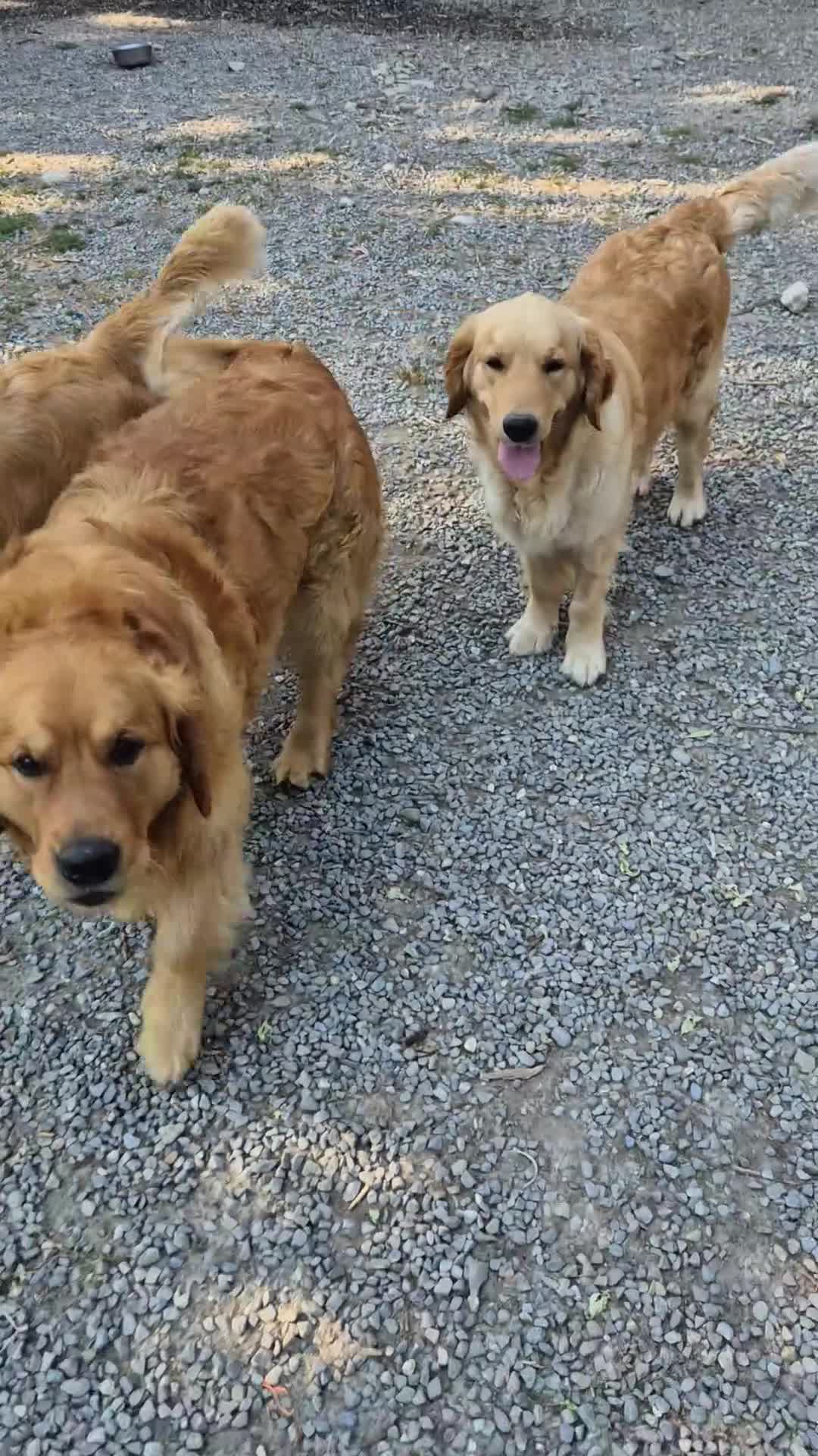 Golden Retriever cani per accoppiamento: Golden retriever per accoppiamento - Video 1