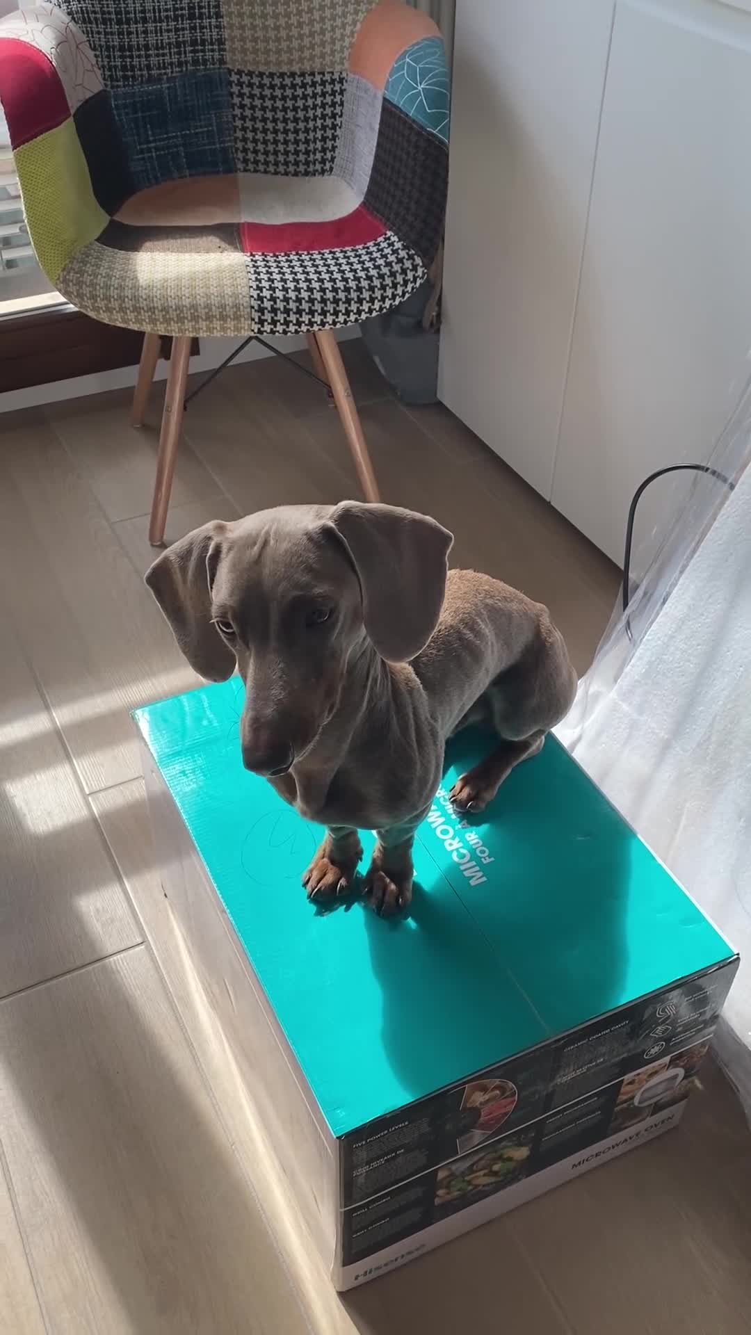 Bassotto Nano cani per accoppiamento: Spillo, disponibile per monta.  - Video 3