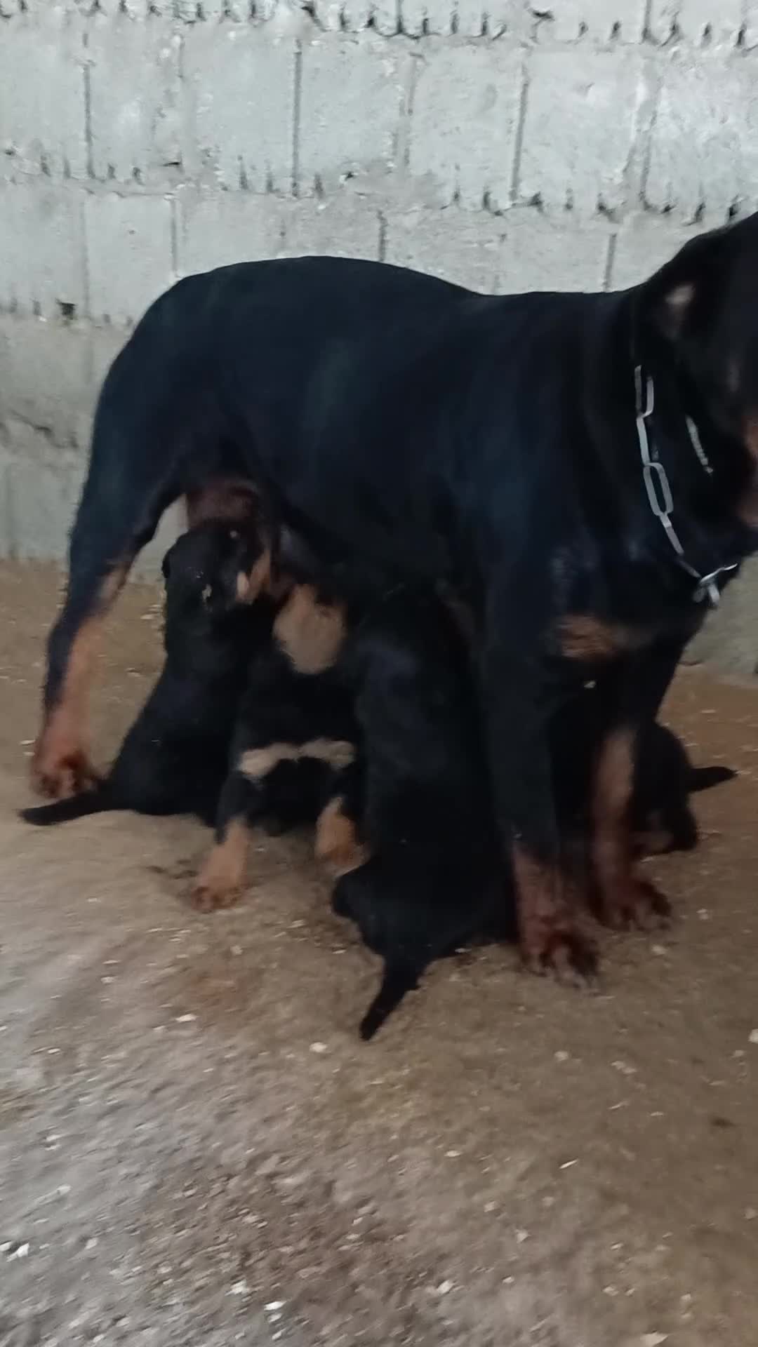 Rottweiler cani in vendita: Disponibili cuccioli Rottweiler  - Video 1