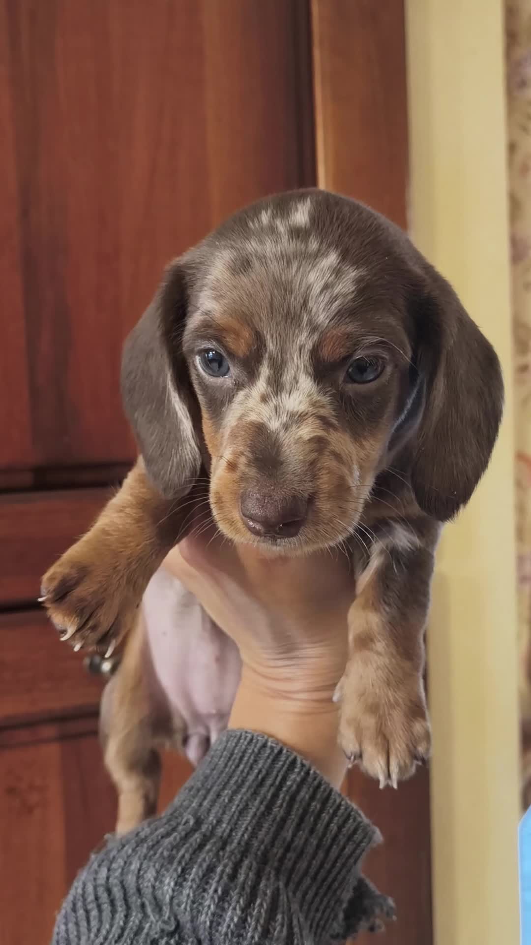 Bassotto cani in vendita: Bassotto femmina  - Video 1
