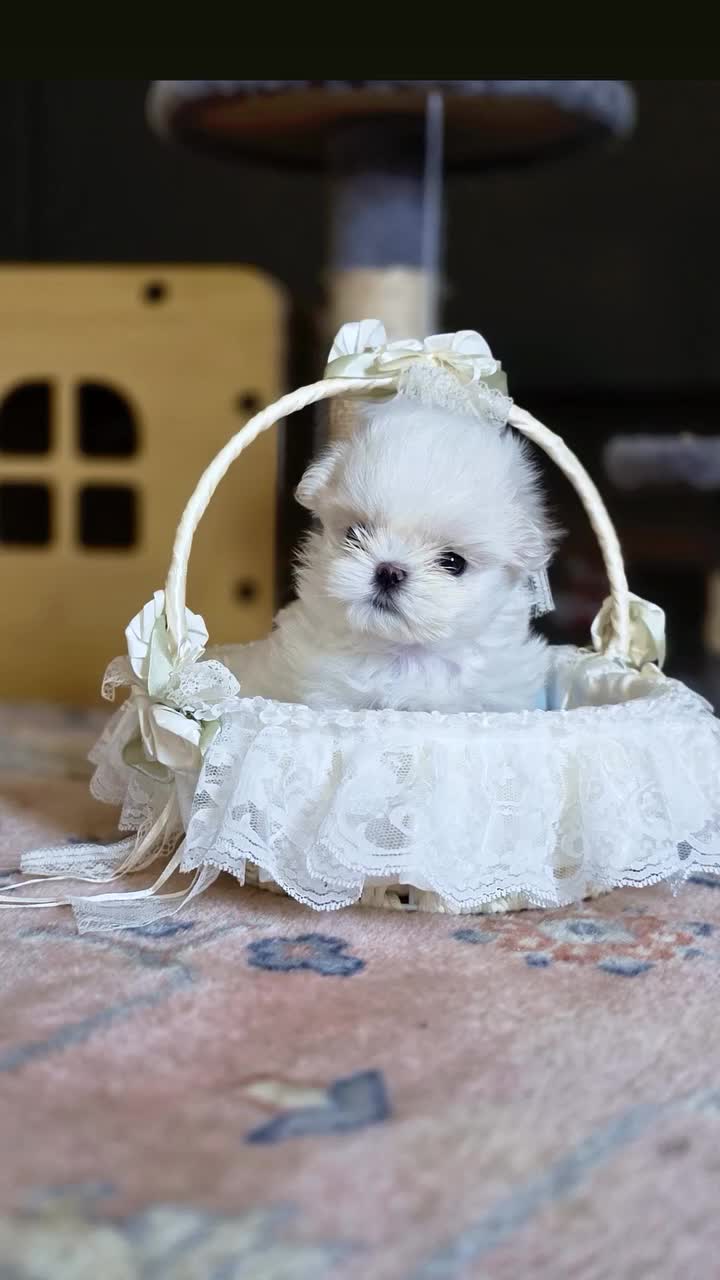 Maltese cani in vendita: Maltesi  - Video 3