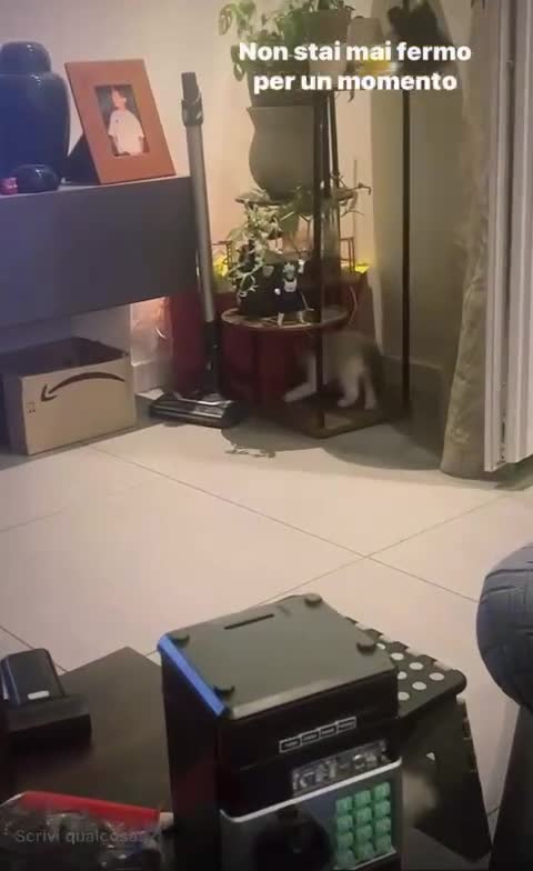 Ragdoll gatti in vendita: Piccoli ragdoll cercano casa a Provincia di Perugia - Video 1