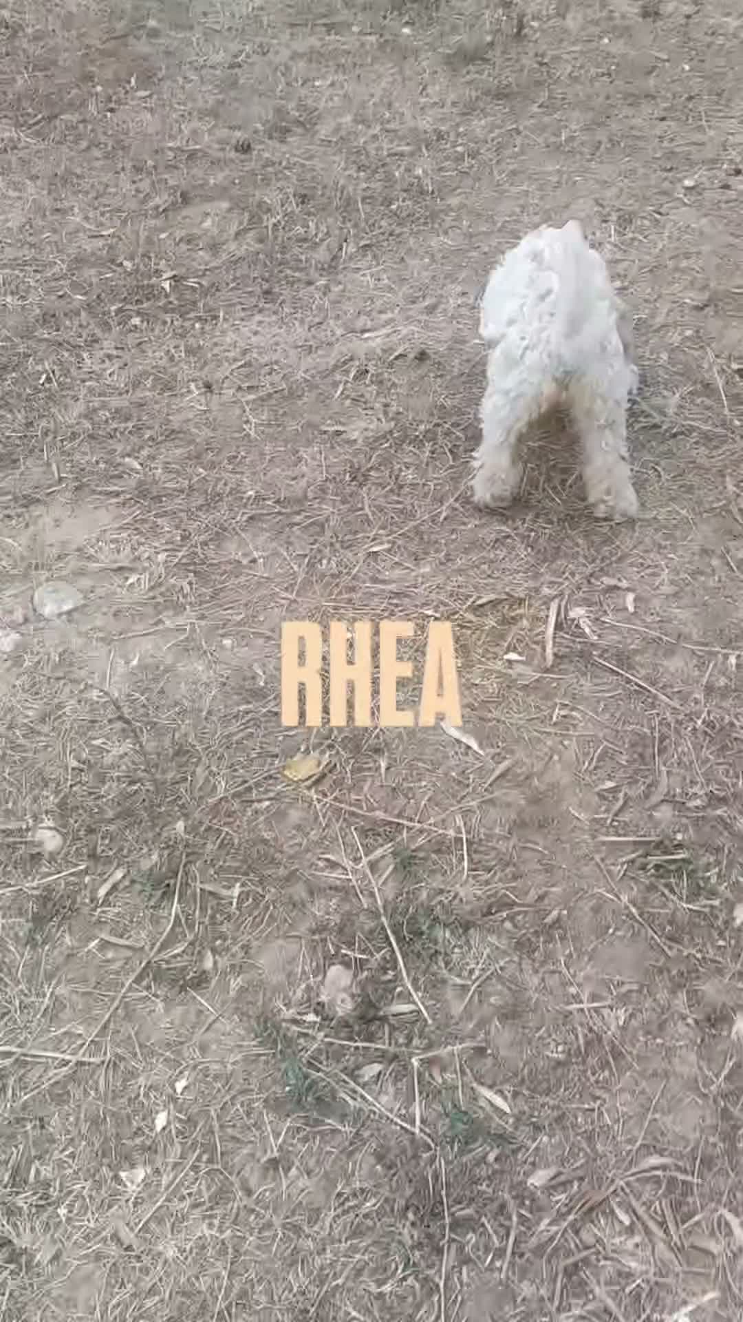 Lagotto cani in vendita: Cuccioli di Lagotto Romagnolo con Pedigree ROI - Video 3
