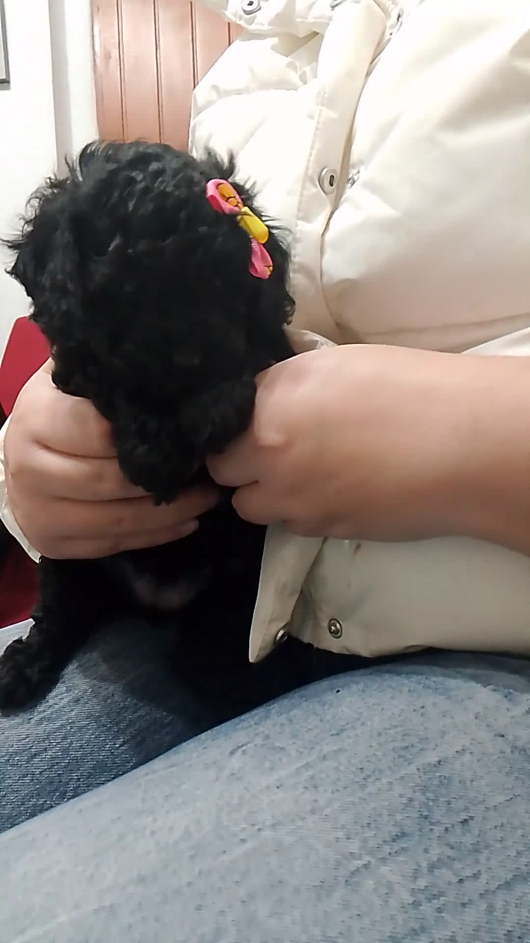 Barboncino cani in vendita: Barboncino - Video 1