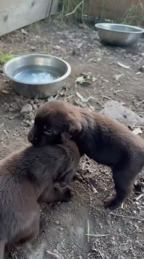 Labrador cani in vendita: Labrador retriever chocolate - Video 1