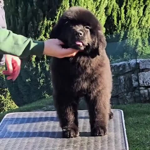 Terranova cani in vendita: Cucciolo di Terranova nero - Video 1