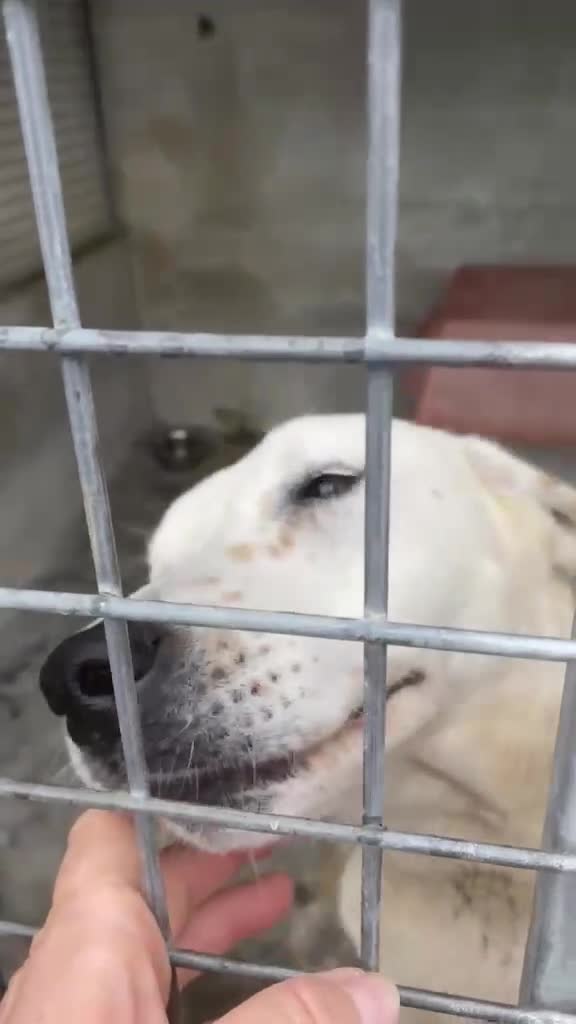 Meticcio cani in regalo: Lulù cagnolina meravigliosa - Video 1