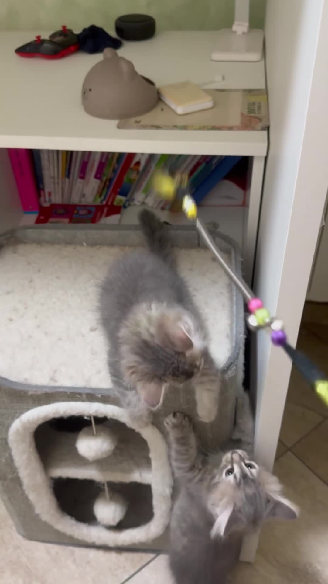 Siberiano gatti in vendita: Ultimo cucciolo Siberiano pedigree ENFI  - Video 1