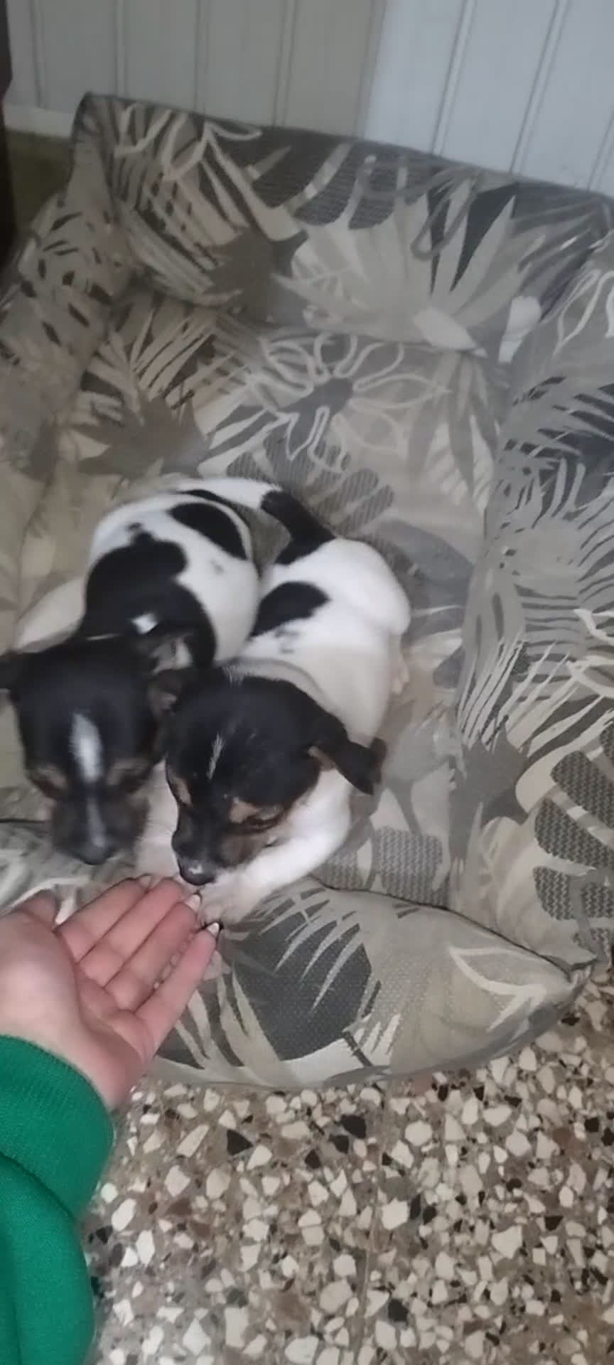 Jack Russell cani in vendita: Cuccioli jack russel  - Video 1