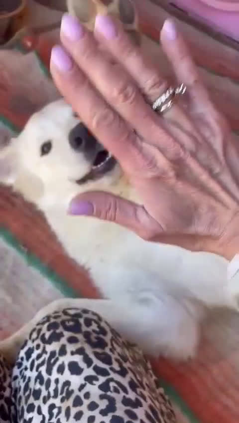 Meticcio cani in regalo: DOLCISSIMI FRATELLINI - Video 3